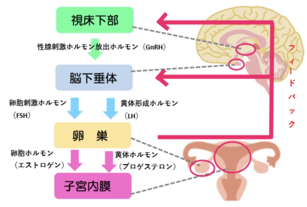 月経を示す粘液の種類は何ですか?